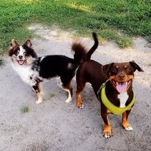 Dog Park at Bayville Farms Park